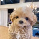 마이도그샵 이미지