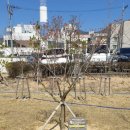 2025 호계역사숲의 봄 🌳