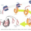 Heat Shock Protein의 조직재생에 관련된 논문들 이미지