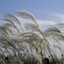 바람소리 이미지