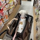 푸댕 | 오늘의 애카는 ? 푸댕 🧸