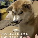 밈