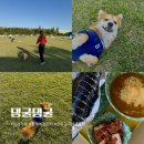 댕굴댕굴 | 전주 근교 애견카페 김제 수영장이 있는 댕굴댕굴 재방문 후기