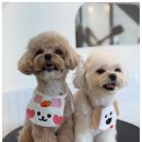 대구애견호텔 애견유치원 모여라솜뭉치 본점 | 대구애견유치원 단순한 호텔이 아니라 반려견이 안전하게 놀 수 있는 아지트 같은 모여라솜뭉치