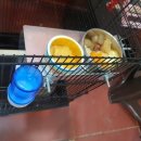 미니펫스쿨(Minipet School) 이미지