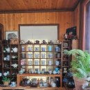 도시고양이생존연구소 이미지