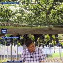 포도나무 이미지