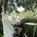 제이몽애견펜션 이미지