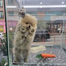 이쁘개 건강하개 이미지