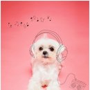 헬로우 독 이미지