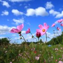 코스모스 이미지