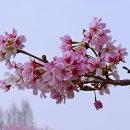 서초양재천벚꽃축제(2024.04.08)월 이미지