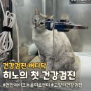 레이크동물의료센터 | 천안 고양이건강검진 레이크동물의료센터 X 버디닥 비용 검사항목 추천