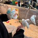 UR(서귀포시)-[태위로]-하-6 | 제주 애월 서귀포 2박3일 여행 코스 추천 가볼만한곳 | 주차가능 맛집 동백꽃 숙성도 모모쥬 카피바라