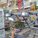 승수농장 | [앵무새카페][tv동물농장] 9/19 토요일 리프패럿송도점 방문해주셔서 감사합니다