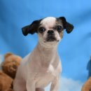 방울이네 펫살롱 이미지