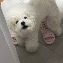 간만애온족발 | 정신나갈것같아 점심나가서먹을것같아