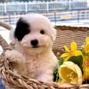 동행 애견 돌봄센터 하남점 이미지