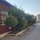 죽향초등학교 이미지