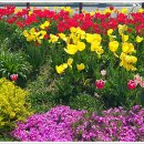 목포산낙지 이미지