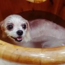 나보다 예쁘개 이미지