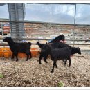 약성흑염소농장 이미지