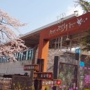 진달래유치원 | 부천 원미산 진달래축제 실시간 진달래꽃 개화 소식 &amp; 주차 꿀팁까지! (진달래동산 진달래공원 매점...