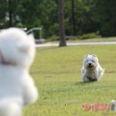 똥꼬발랄 이미지