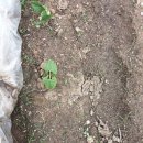 얼룩이농장 이미지