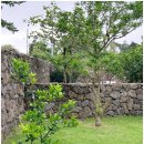 두모산책 | 제주도 풀빌라 귤밭이 펼쳐진 두모산책 추천 후기