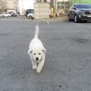 다래보리밥 이미지