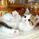 달루나캣츠 고양이전문 평택점 이미지