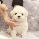 퍼피로운 이미지