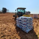 더덕쟁이 이미지