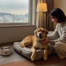 펫밀리레스토랑 | 서울 반려동물 동반 호텔, 어디가 좋을까? 실제 후기 기반 엄선 10곳!