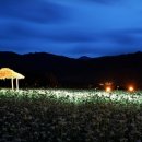 새이모퉁이 이미지