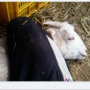 아기염소 이미지