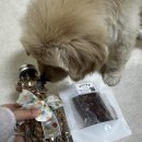 댕냥이 점빵 이미지