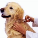 봄사랑 동물병원 이미지