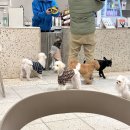 안녕아가 | [일산 / 백석 애견카페]_&#39;안녕 아가&#39; 방문후기