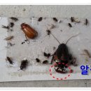 샵미소 | 🌸 청주 플라워샵 쥐·바퀴벌레 퇴치 후기 | 미소창방역