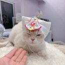 소중하냥 이미지