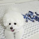 슈퍼포우