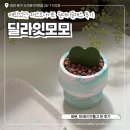 장미화분 모양 석고방향제 | 대전 공방 딜라잇모모 제스모나이트 원데이클래스 귀여운 트레이랑 화분 만들고 온 후기