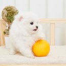 충무로애견 이미지