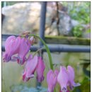 꽃집민박 이미지