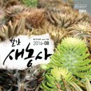 황산와송