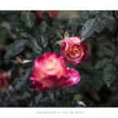 조선대(장미원) 이미지