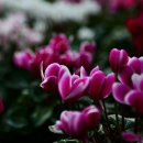 제일부동산중개 이미지