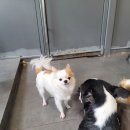 혼자두면 장판뜯어서 차린 개카페 이미지